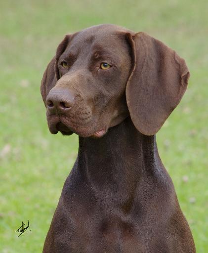 German Shorthaired Pointer AA004D-019.JPG